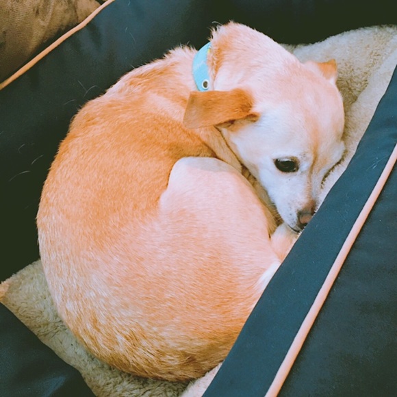 meet the posher - Picture 3 of 5